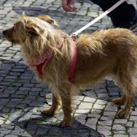 Cãominhada solidária pela adoção e bem-estar animal